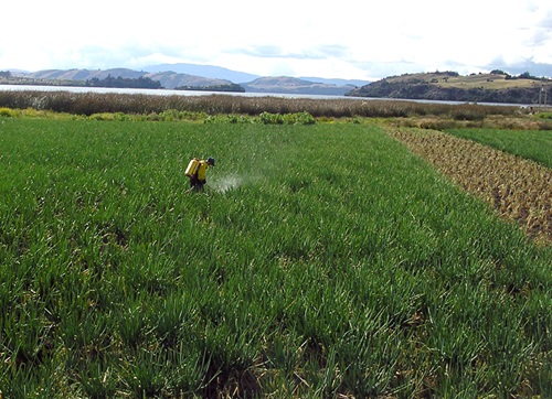 Crop spraying around Lake Tota in Colombia.