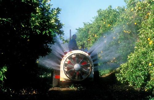 Spraying oranges in an orchard at Griffith in New South Wales.