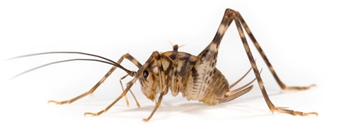 Greenhouse camel cricket (Diestrammena asynamora).