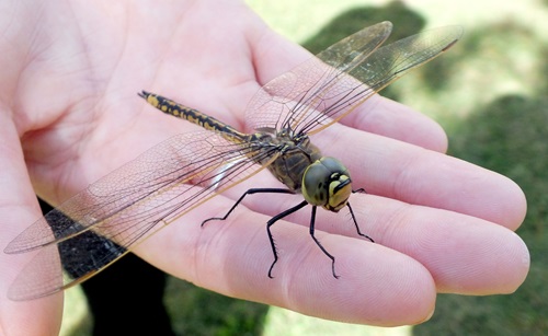 Australian Emperor Dragonfly in a hand