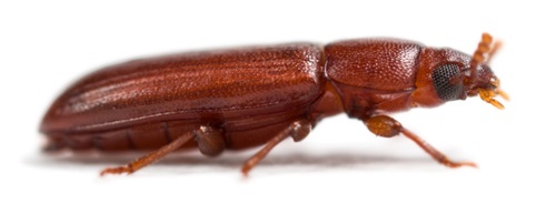 Flour Beetle (Tribolium castaneum)