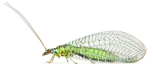 Green lacewing