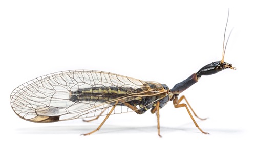Snakefly (Dichrostigma flavipes).