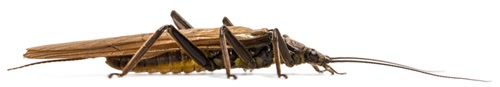 Stonefly (Perla marginata).