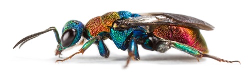 Cuckoo wasp (Hedychrum nobile).