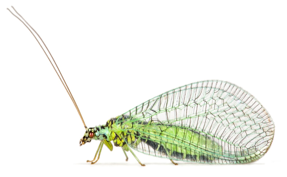 Scientists reveal secrets of insect evolution - CSIRO