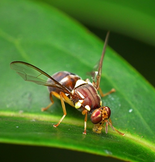 A Queensland fruit fly