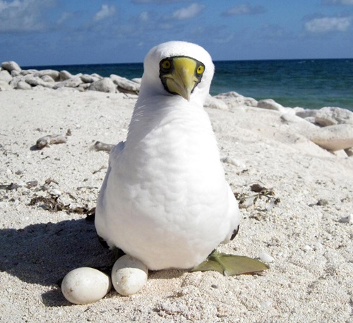 Masked booby with eggs