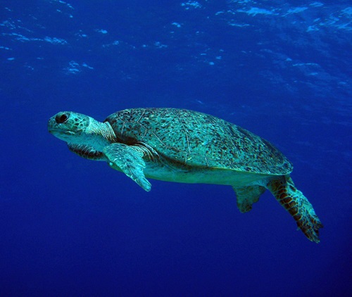 Sea turtle.