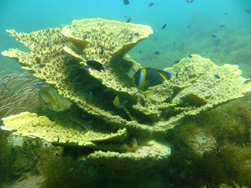 Acropora Coral