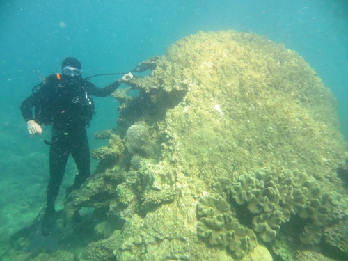 Dr Tim Langlois, scuba diving, with a 400 year old Porites coral head that has succumbed to coral bleaching.