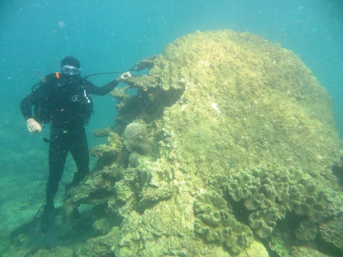 Dr Tim Langlois, scuba diving, with a 400 year old Porites coral head that has succumbed to coral bleaching.