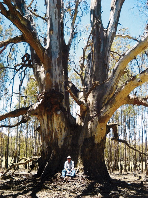 Dr Matthew Colloff sitting at the base of a veteran river red gum 
