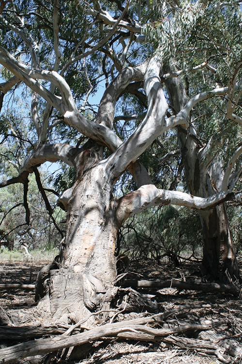 The signs of cultural landscapes wrought upon trees. An Aboriginal marker tree at Chowilla Floodplain, South Australia. The flexible branches of the young tree were deliberately intertwined so they would grow in a distorted, readily noticeable fashion. Such trees were signposts for important landscape features