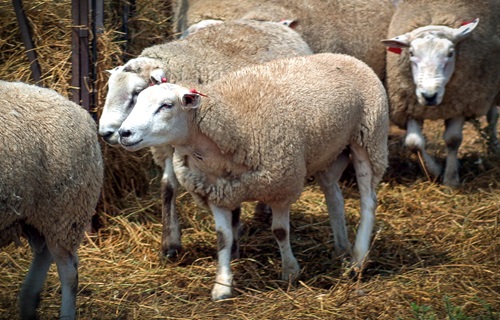 Male Texel sheep that had its genome sequenced for the project.