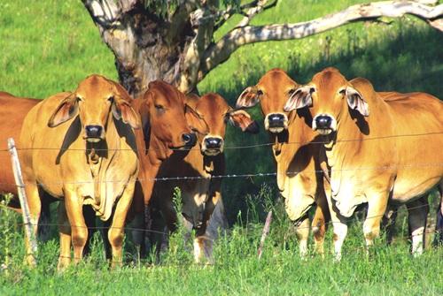 Brown Australian cattle grazing