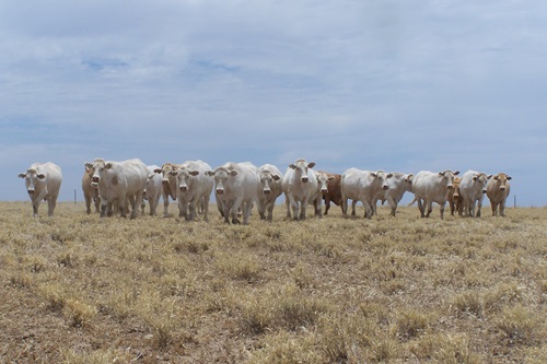 Grey Australian cattle grazing