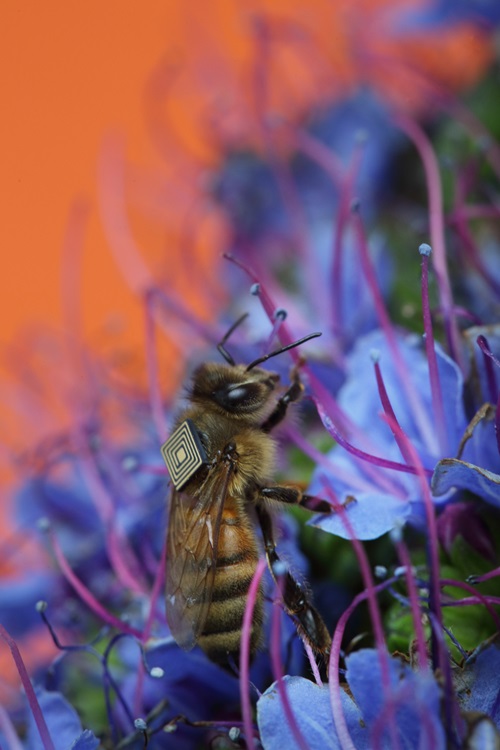 Honey bee feeds on a flower.