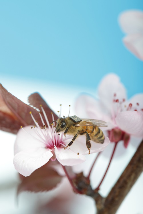 Honey bee with senor, feeding on a flower.