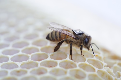 Honey bees with sensor