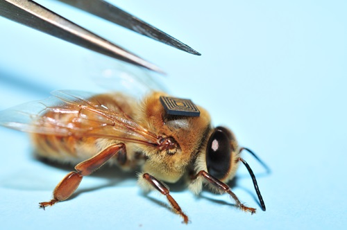 A sensor is placed on the back of a drone bee. 