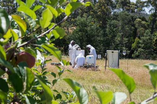 Scientists check bee hives