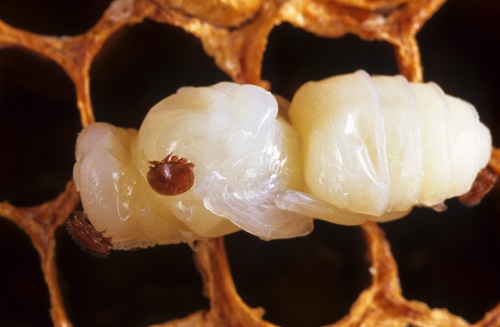 Varroa mite, latched onto a bee pupae.