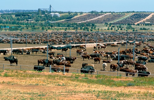 Cattle in feedlot.