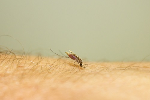 An insect, Anopheles stephensi, bites a human arm.