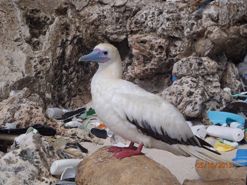  A red-footed booby with marine debris