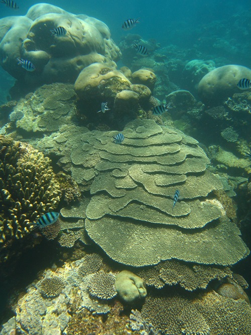 Underwater photograph of coral and fish.