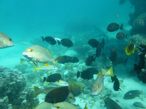 School of fish swimming around coral at Ningaloo reef.