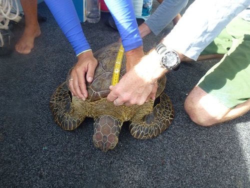 Hands holding a tape measure across the back of a turtle. 