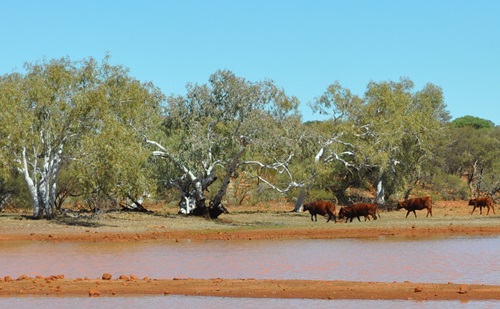 Cattle using a river pool in the Upper Fortescue region of the Pilbara.