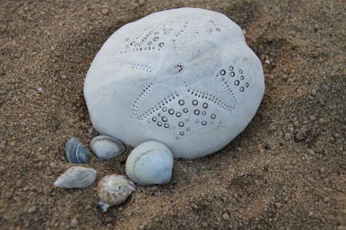 Seashells of various size and shape sitting on sand.