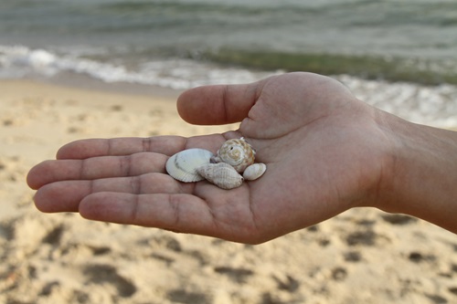 Hand holding four small seashells.