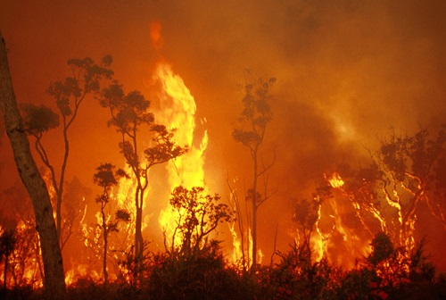 Raging bushfire showing flames leaping above trees.