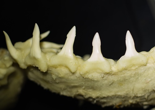 The lower teeth of the Speartooth Shark, which are long, narrow and erect with spear-like tips.