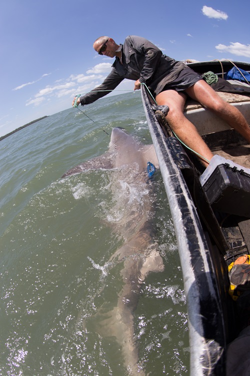 A male Speartooth Shark is satellite tagged in remote Cape York by a researcher in a boat.