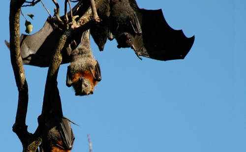 Black-headed flying fox hangs among a grey-headed flying fox colony.