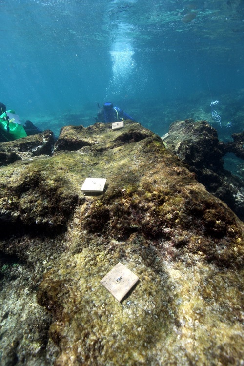 Underwater image of terracotta tiles that have been deployed onto disturbed reefs