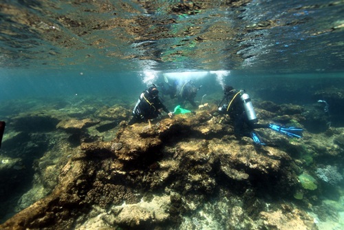 scuba divers working on a reef