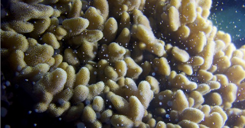 Coral spawningColin Ward will start working on CSIROpedia content - after I gove hiom atraing session following Easter.