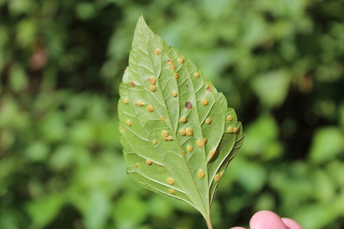 A single leaf of crofton weed showing infection with the rust fungus biocontrol agent