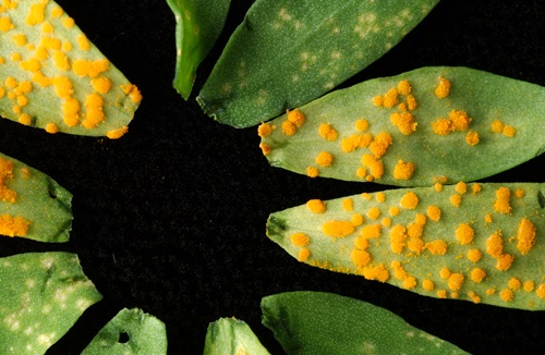 Green leaves with orange spots of rust infestation.