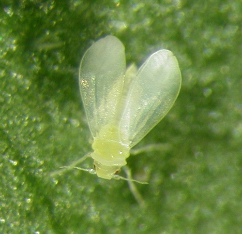 Close up of adult silverleaf whitefly on a leaf.