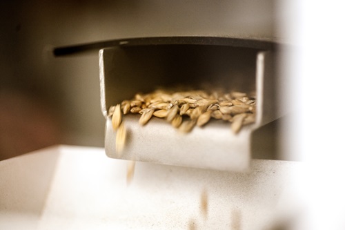 Barley grains in a grain sorter