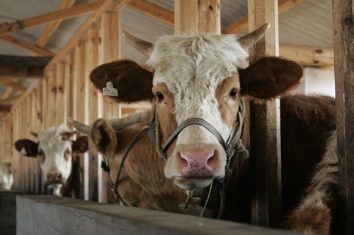 Close up of cow standing in a stall at a communal dairy feeding centre in Yunnan, China.