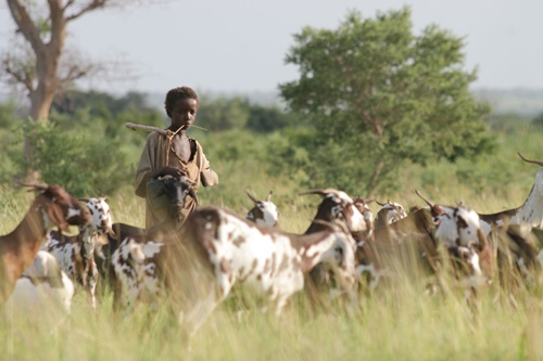 Young Fulani boy standing among goat herd.