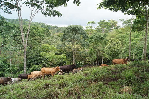 Cattle walking along a hill side in Matiguas, Nicaragua.